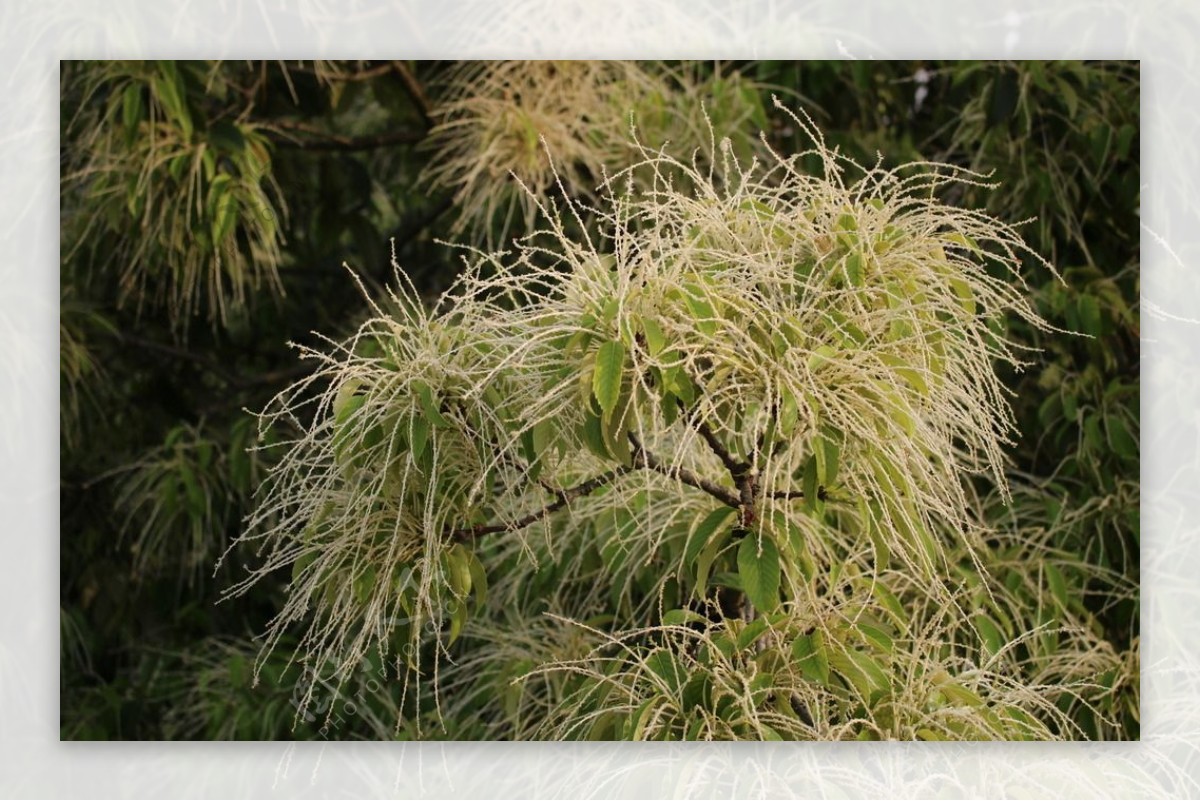 青团树叶开花