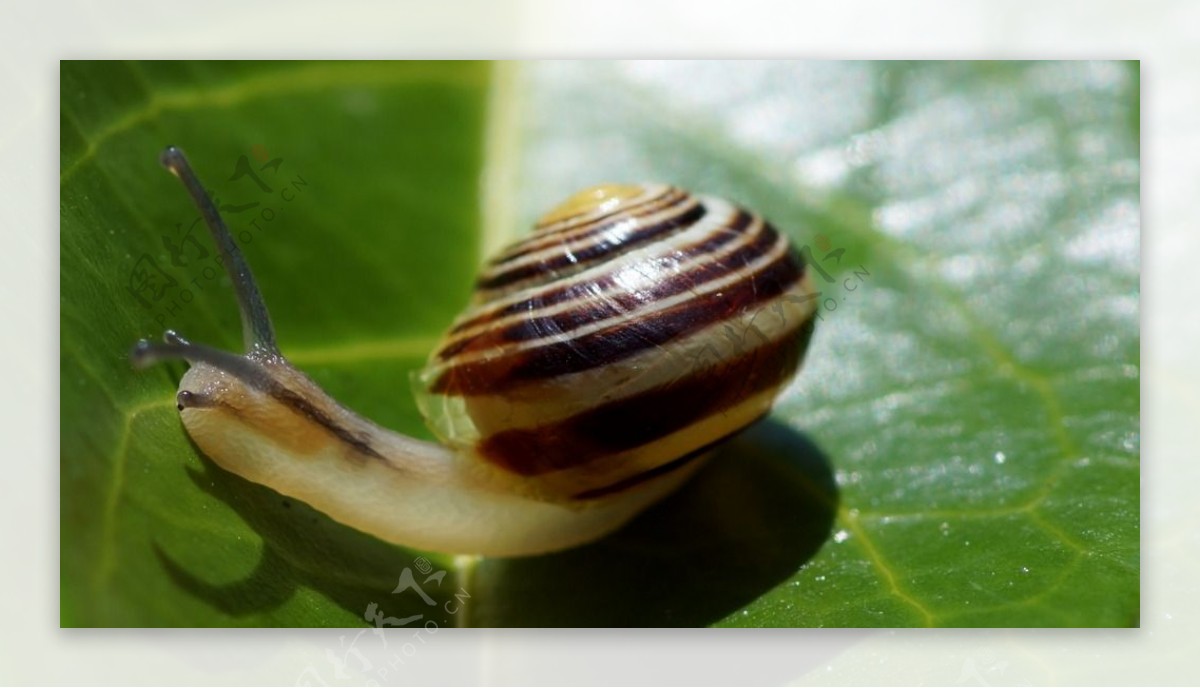 小蜗牛高清摄影