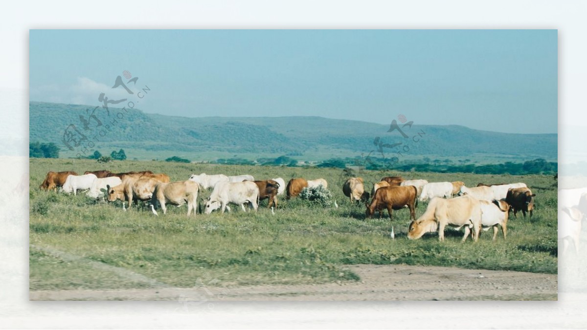 草原牛群风景