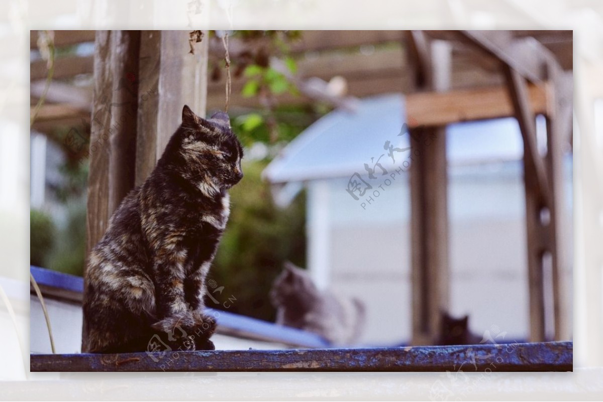 猫摄影图片宠物写真壁纸