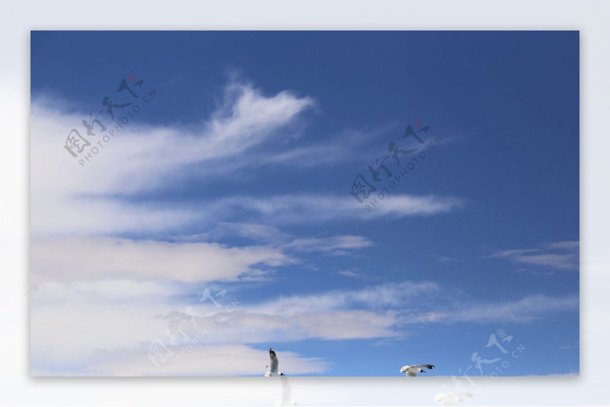 蓝天白云与鸟