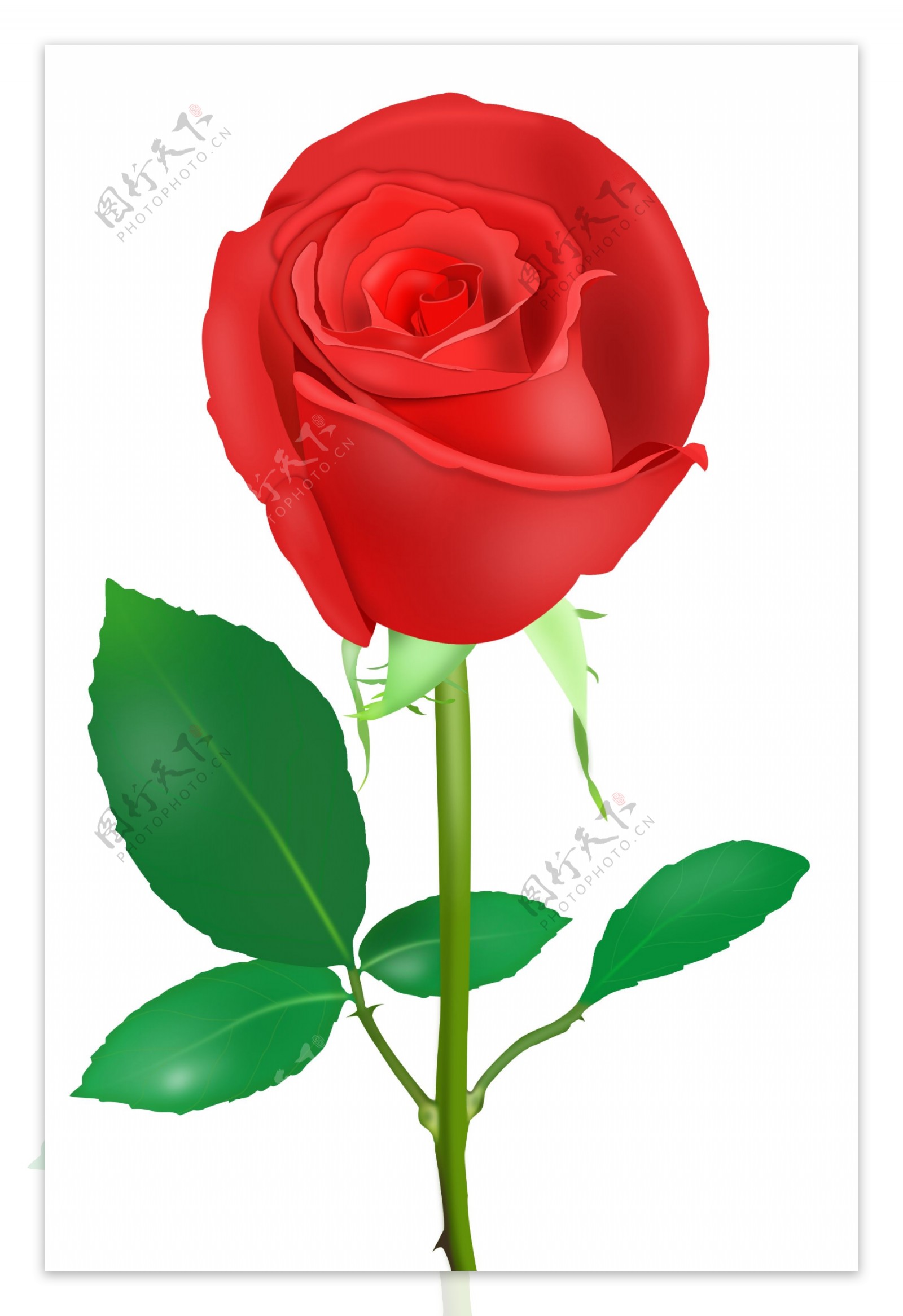 玫瑰花图片素材-编号16166901-图行天下