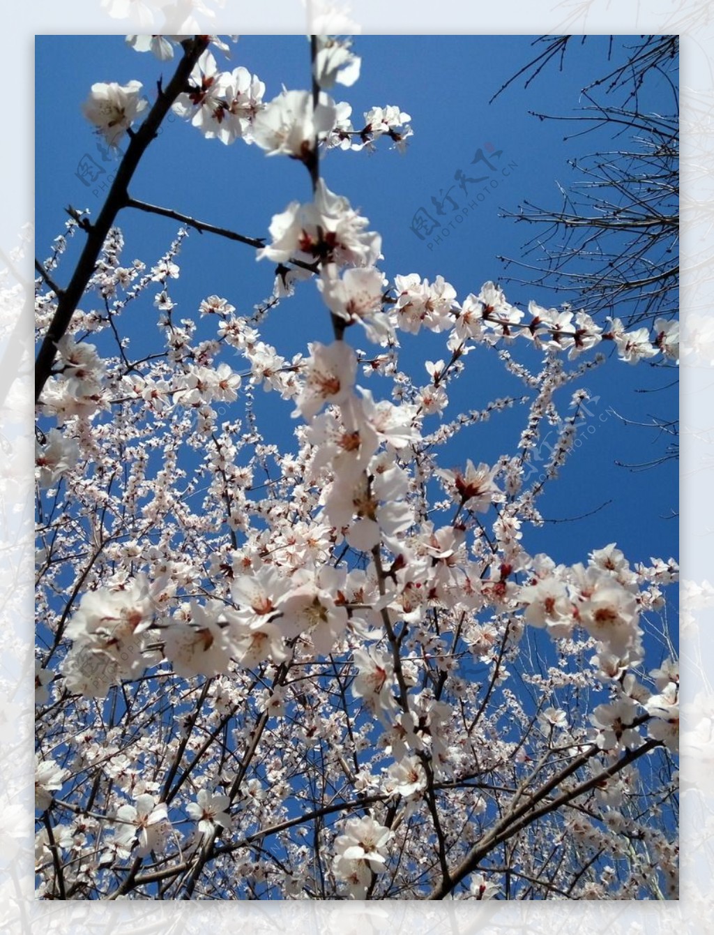 花朵