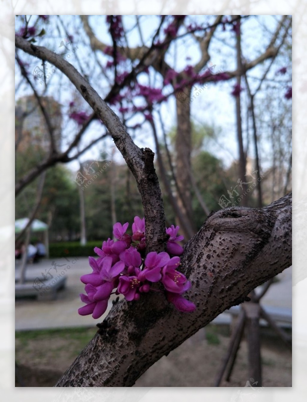 紫荆花树枝