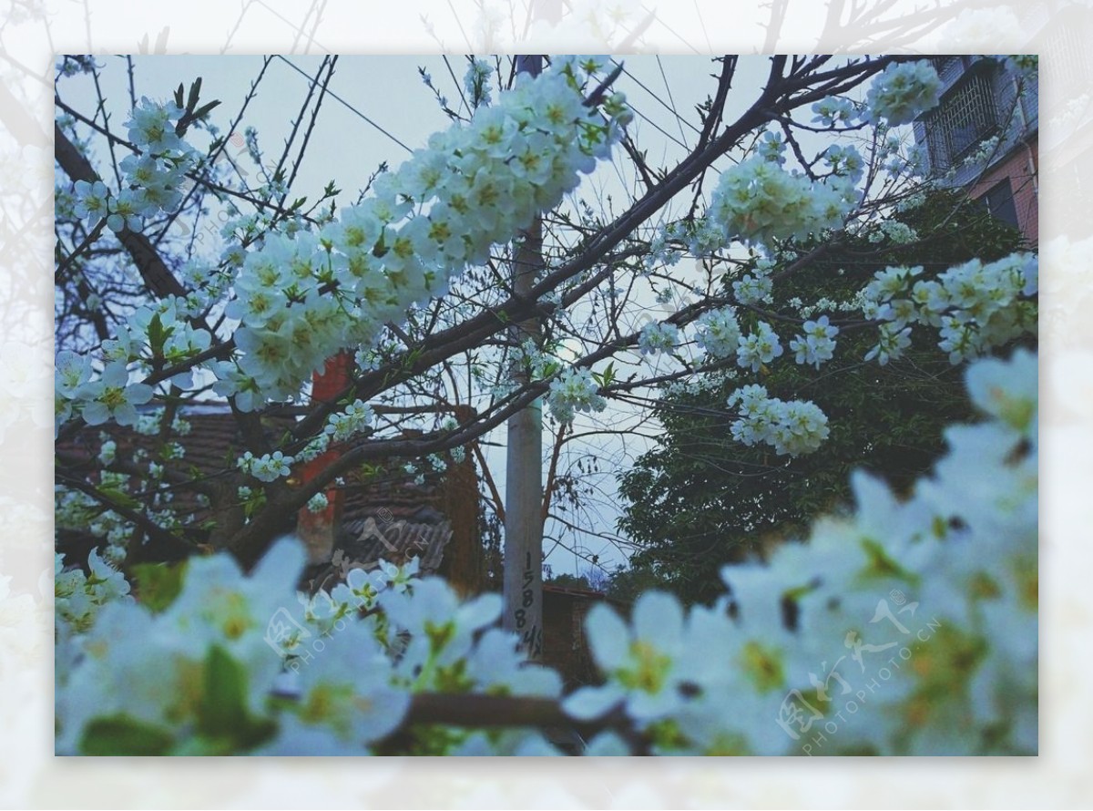 白色梨花国风摄影