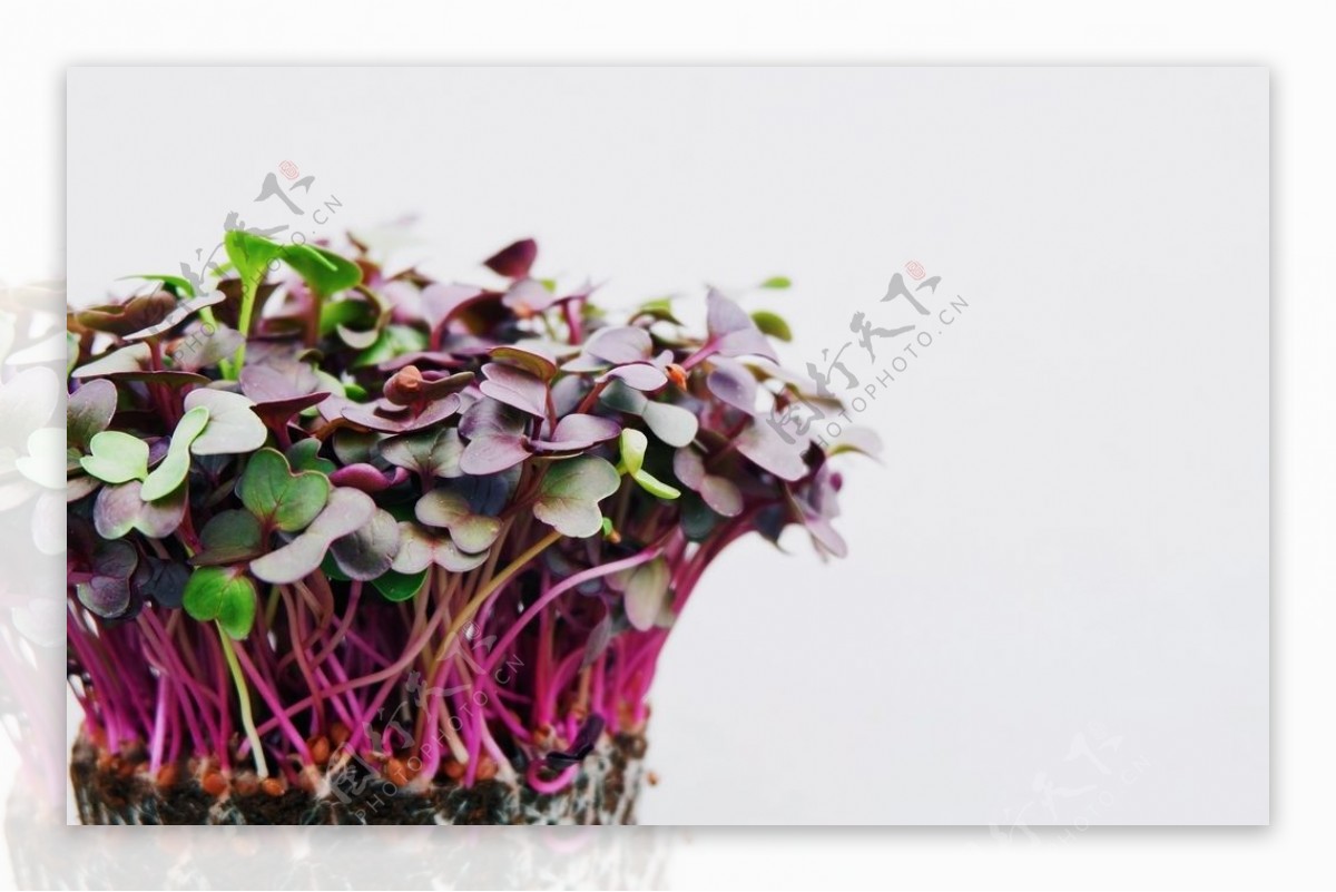 紫绿色的植物苗