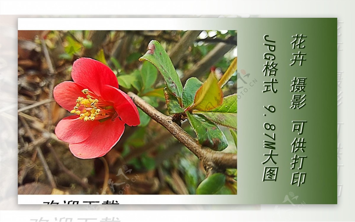 花卉摄影大红花