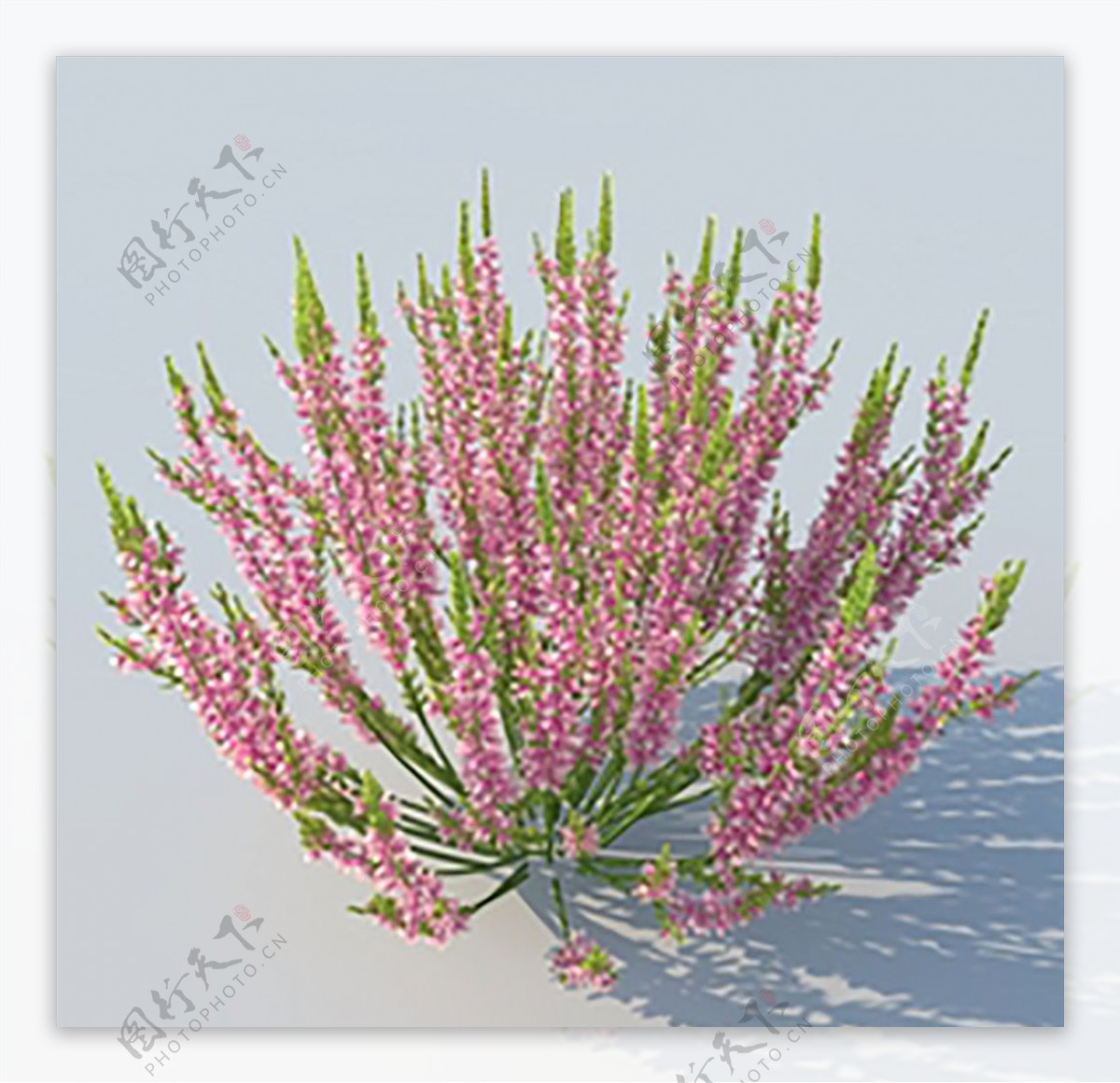 C4D植物模型