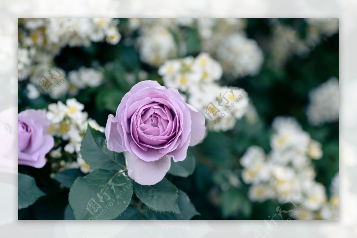 粉紫色的玫瑰花