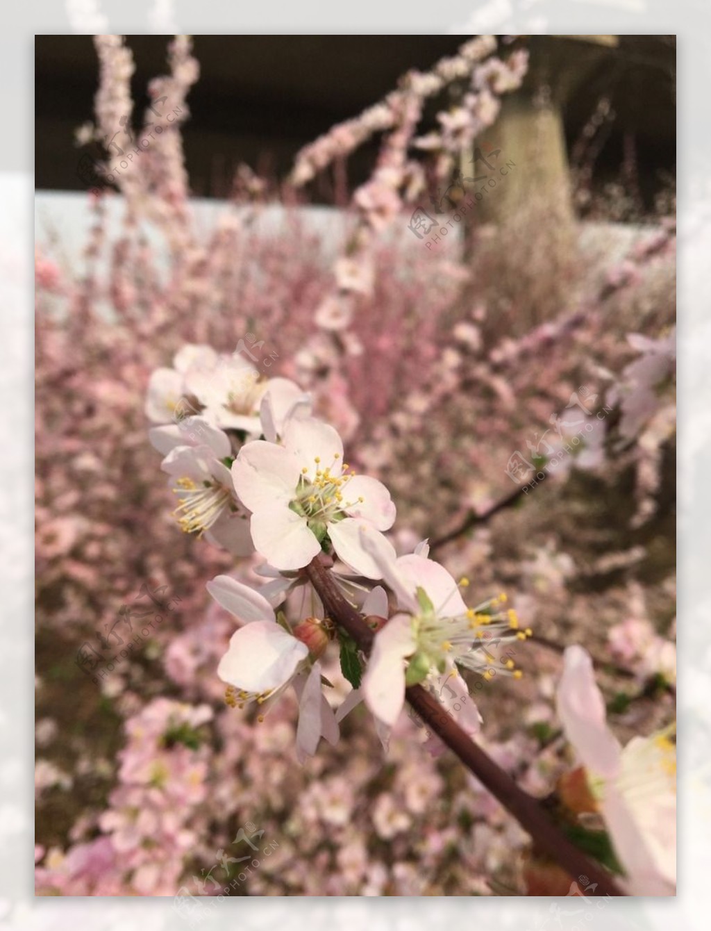 桃花桃树花开春天三月