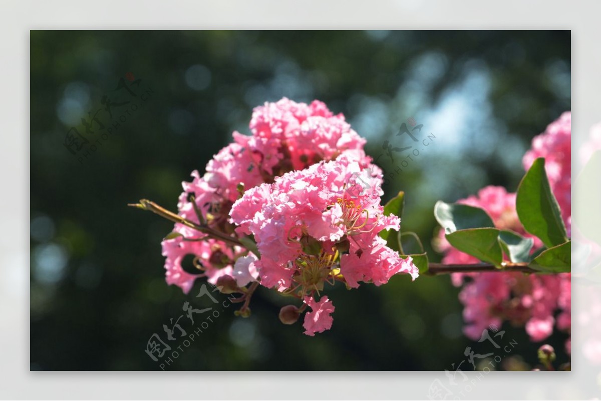 盛开的芙蓉花