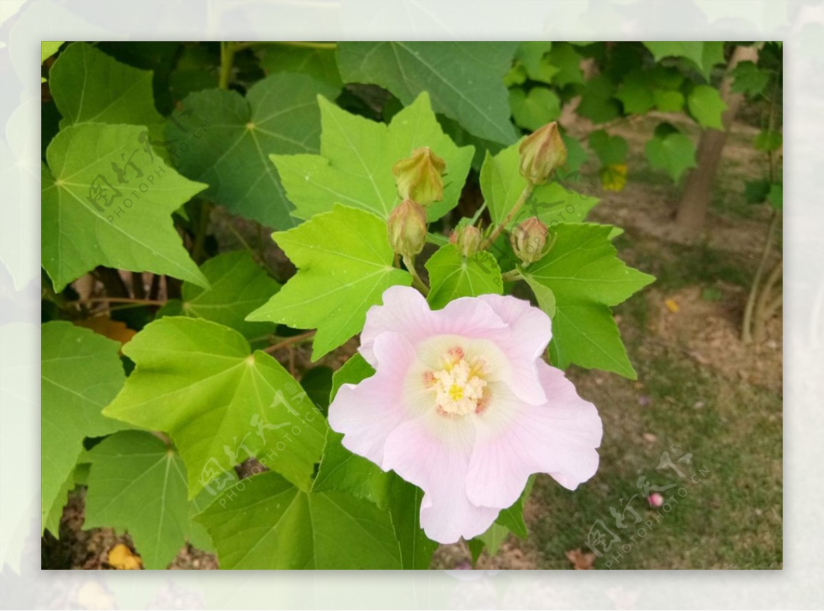 木槿花开