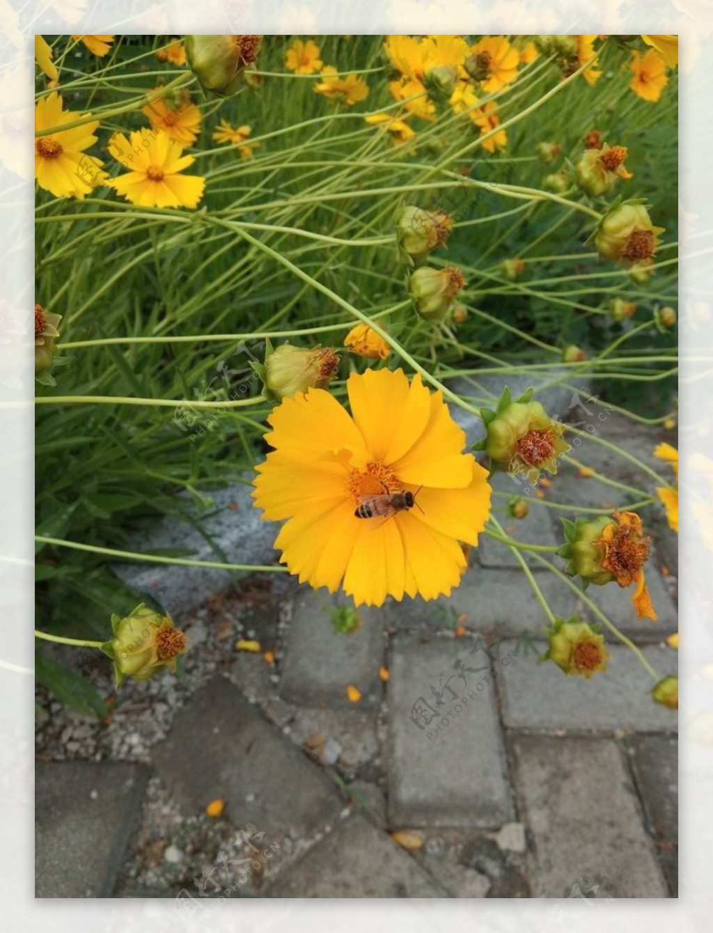 波斯菊花卉照片