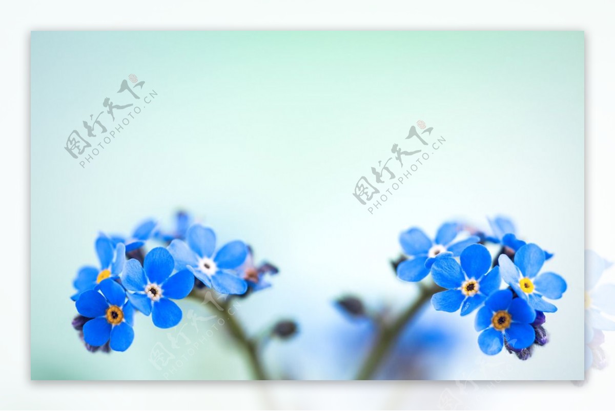 鲜花花卉蓝色勿忘我