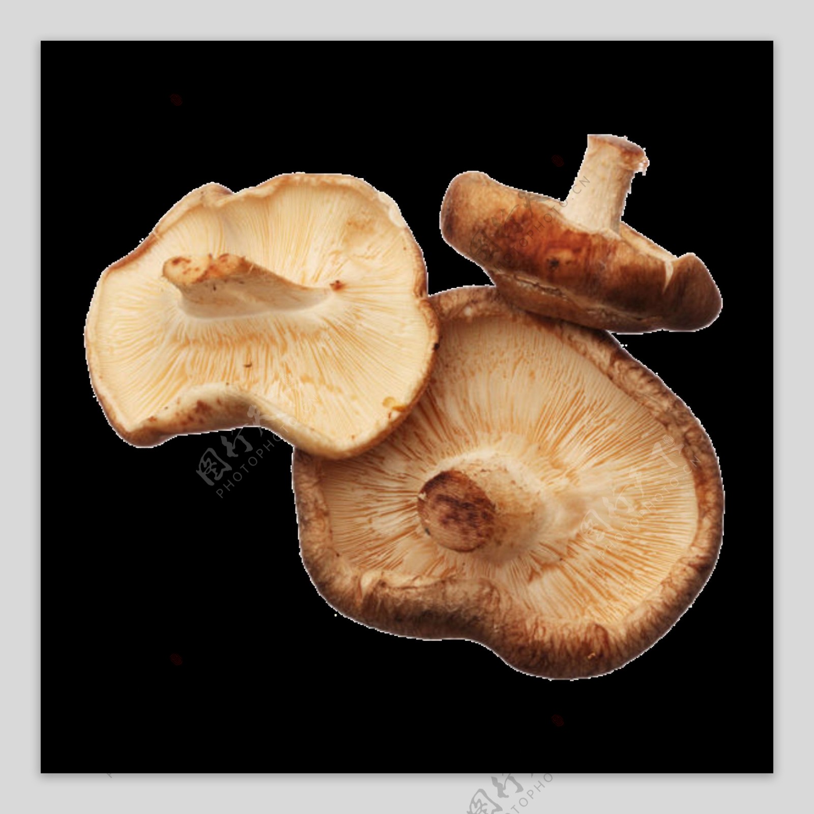 一堆菌菇png蘑菇免扣素材