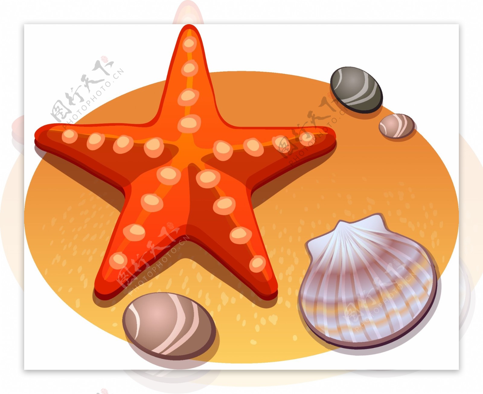 美观海星与贝壳