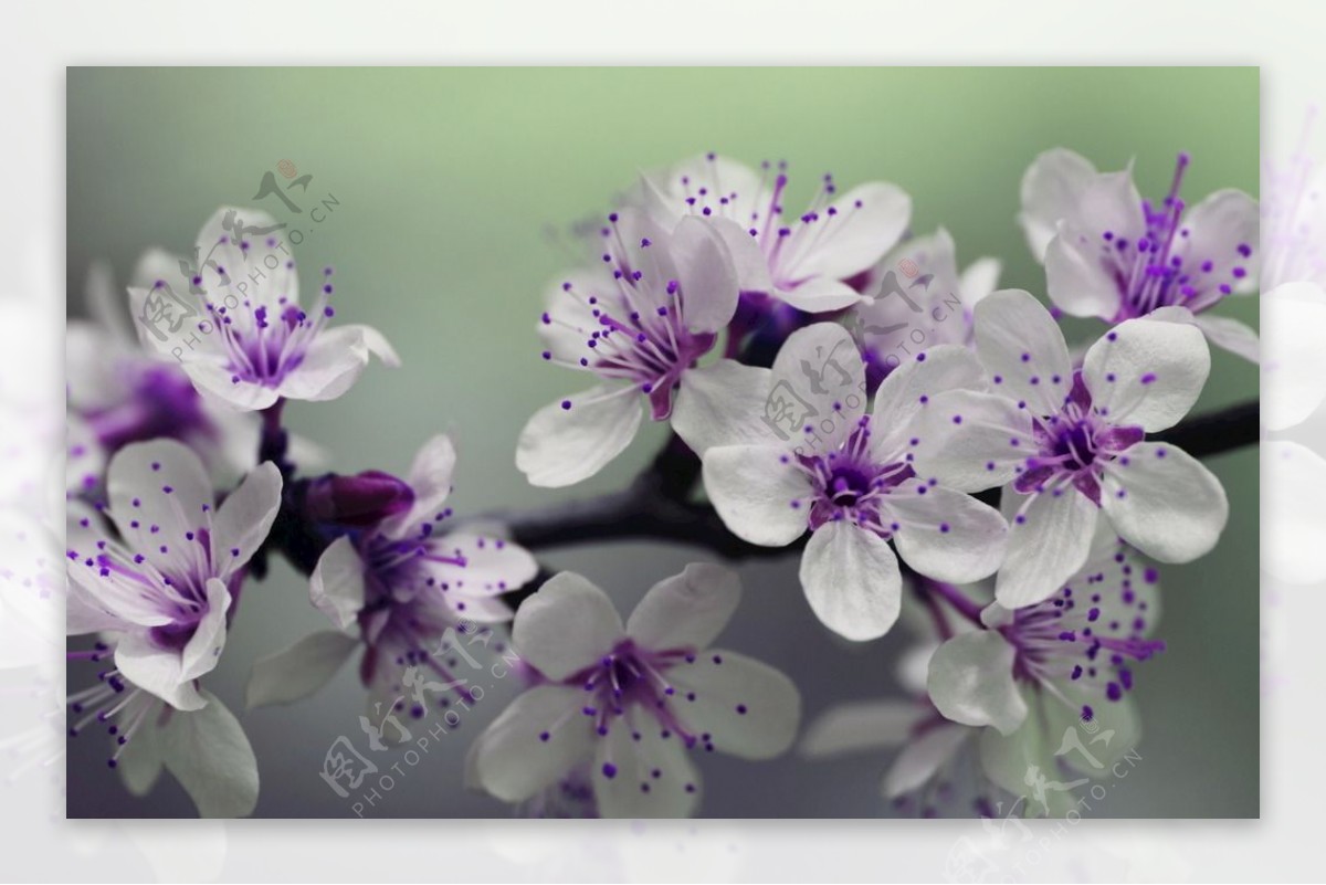 花紫色的花