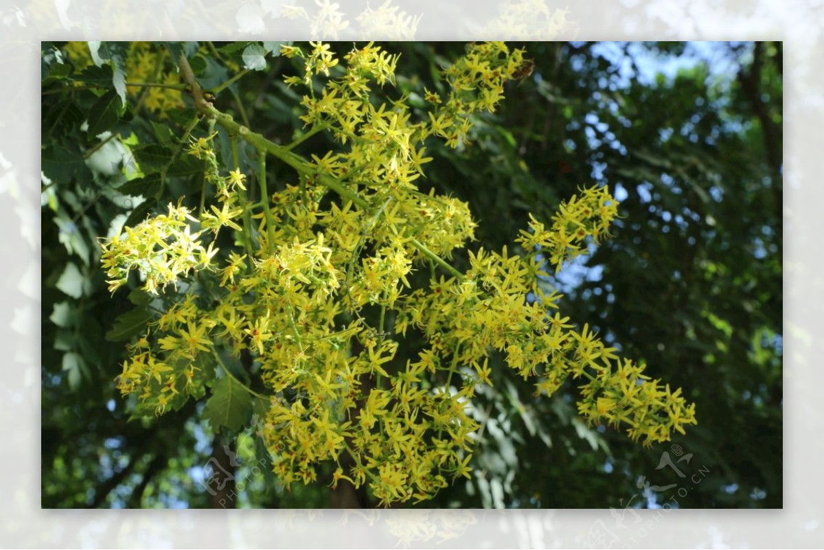 栾树花