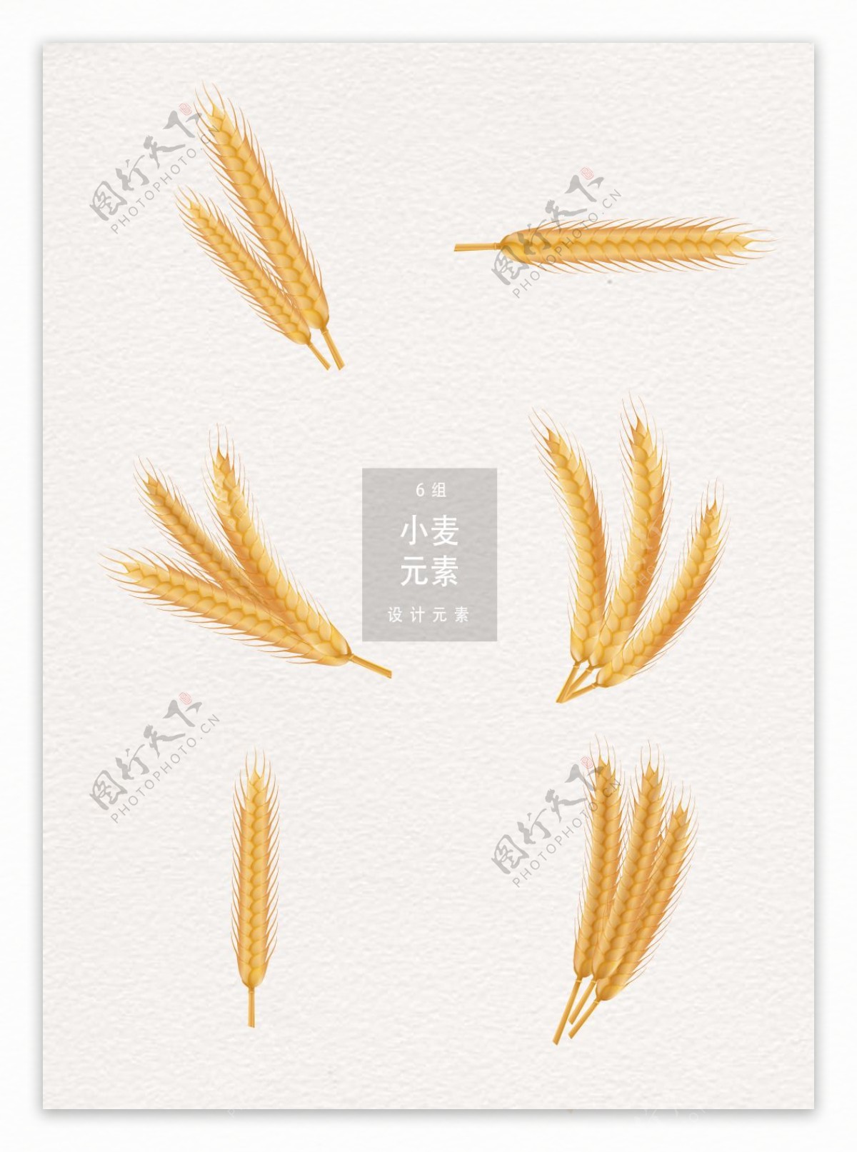 小麦麦子设计元素