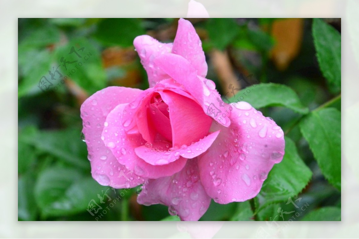 雨露月季花