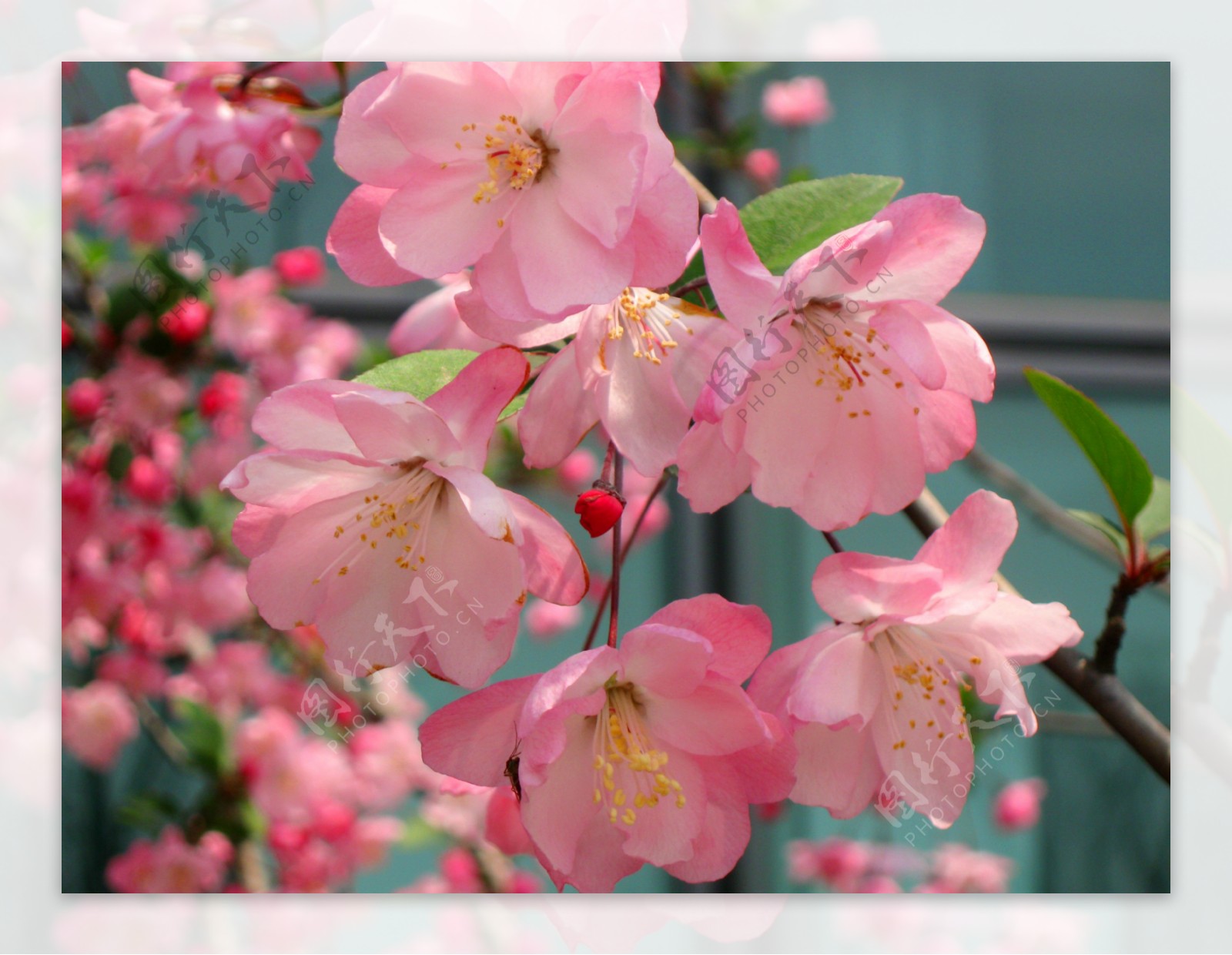 海棠花粉色花植物高清花