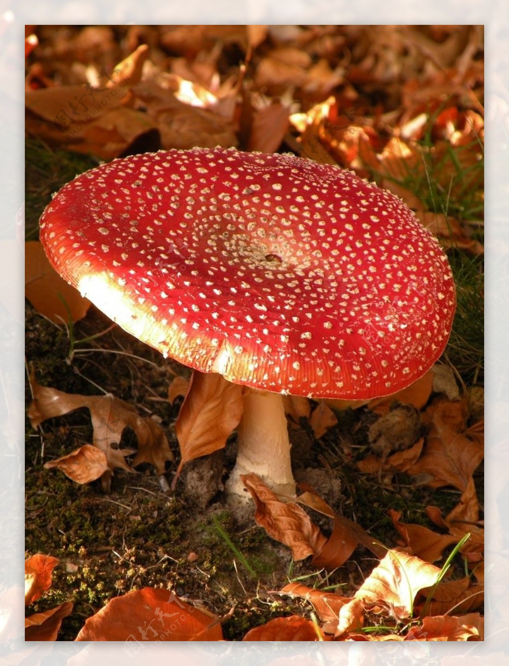毒蘑菇