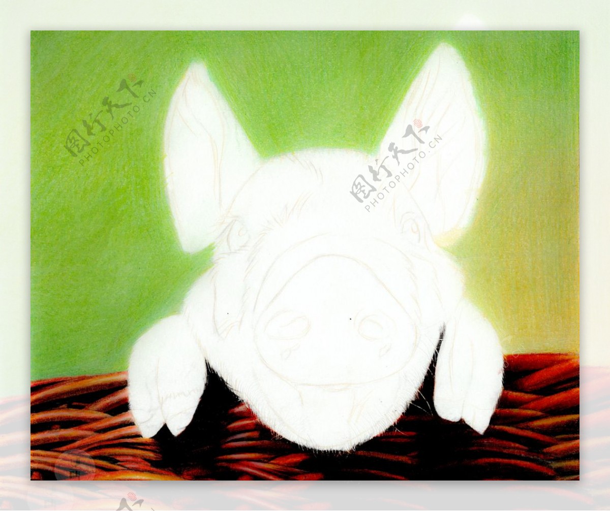 彩铅超写实绘画过程小花猪