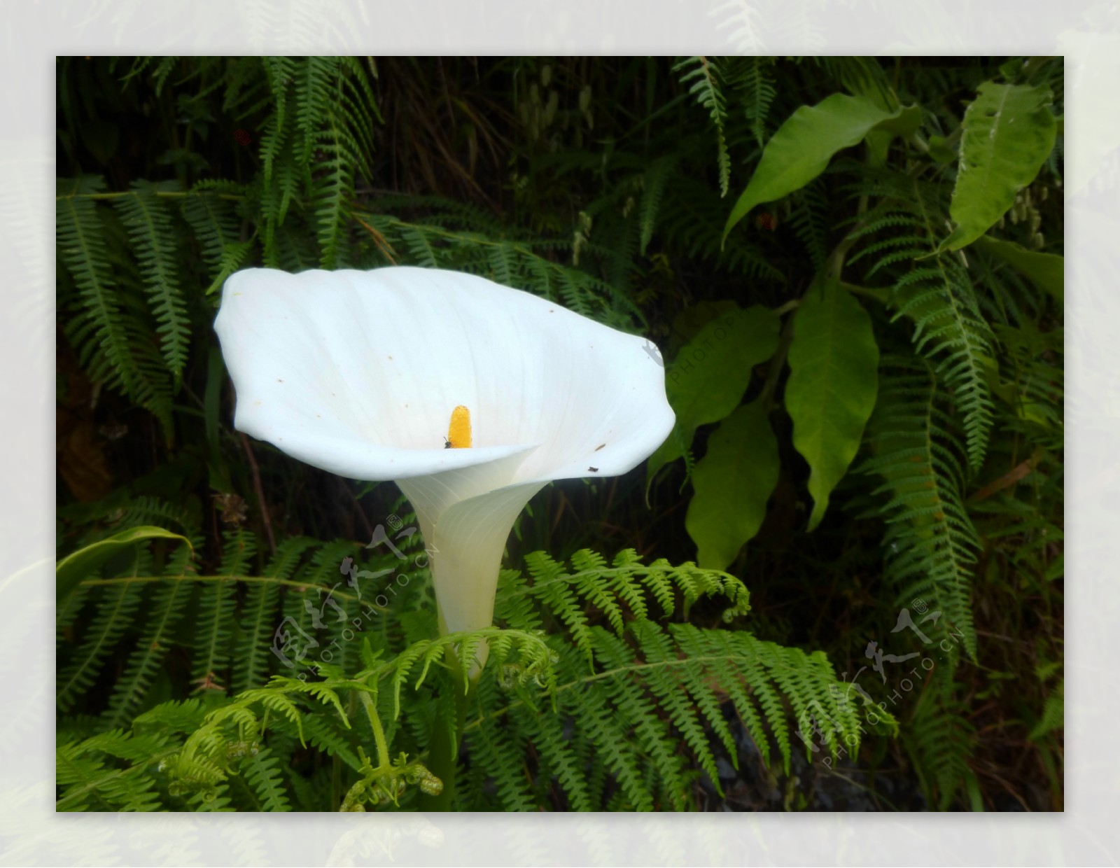 在植物园的白色马蹄莲图片素材-编号04556566-图行天下