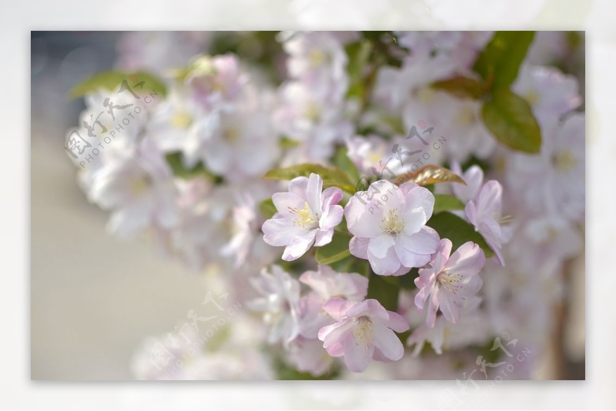 桃花鲜花春天的花昆虫鲜花