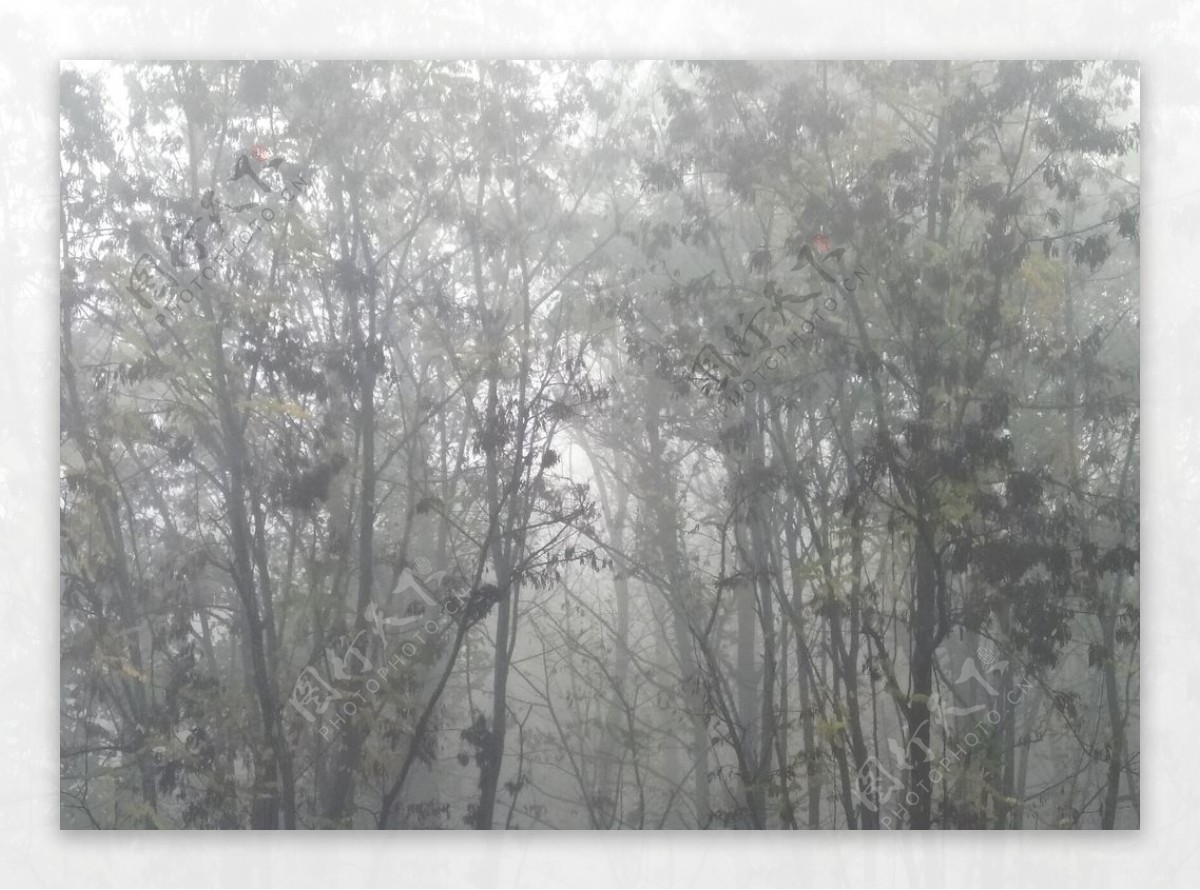 树林的雾