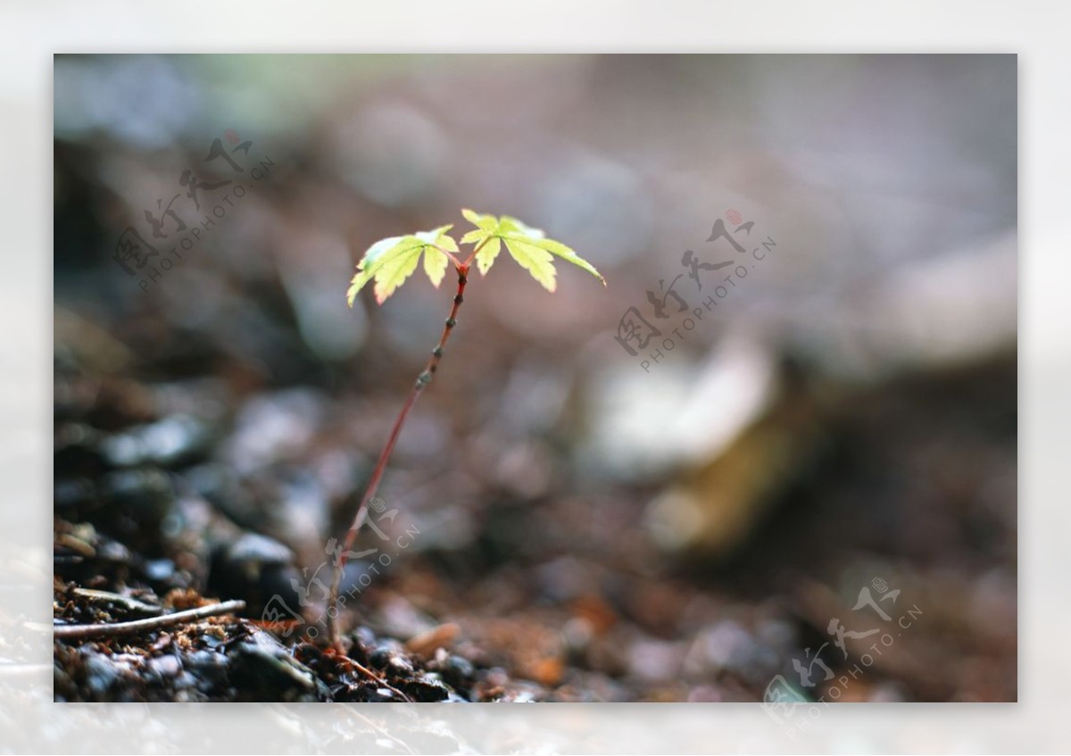 嫩芽