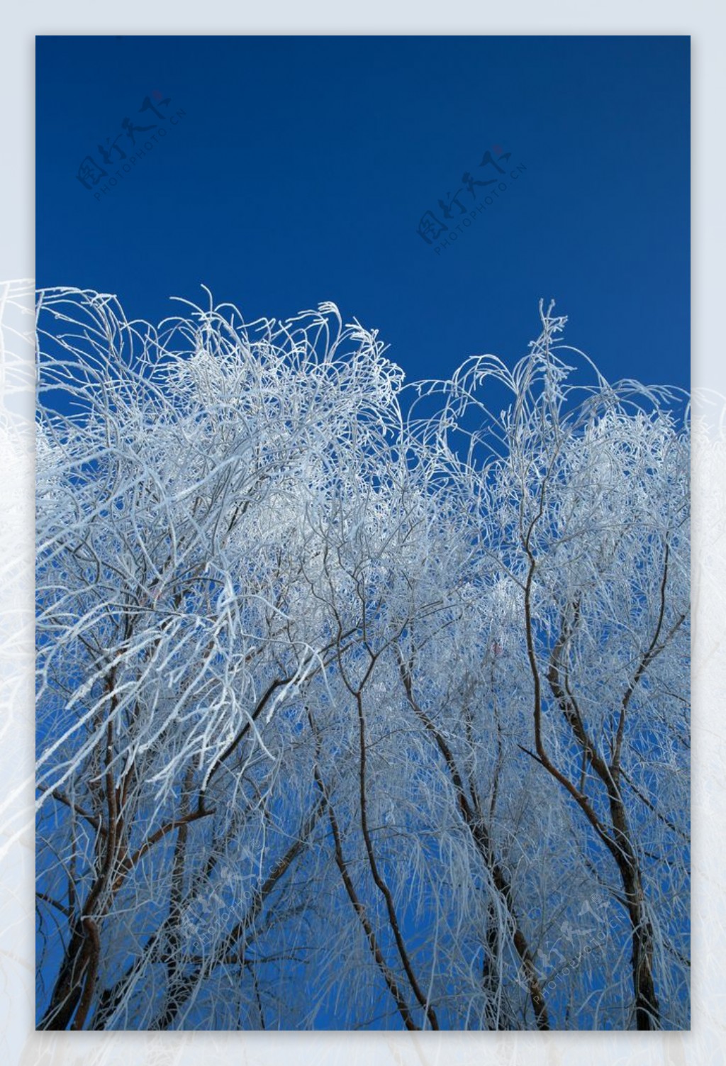 雪天树挂