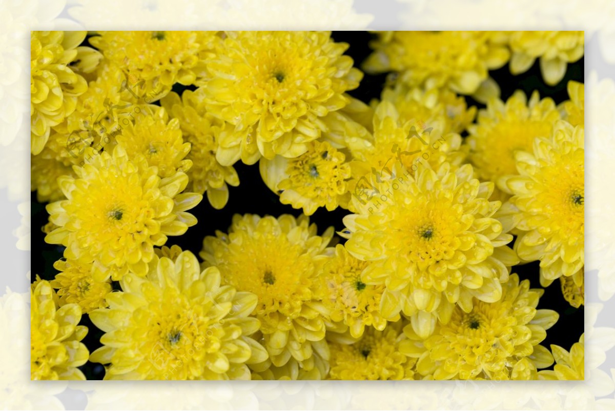 黄色菊花摄影素材