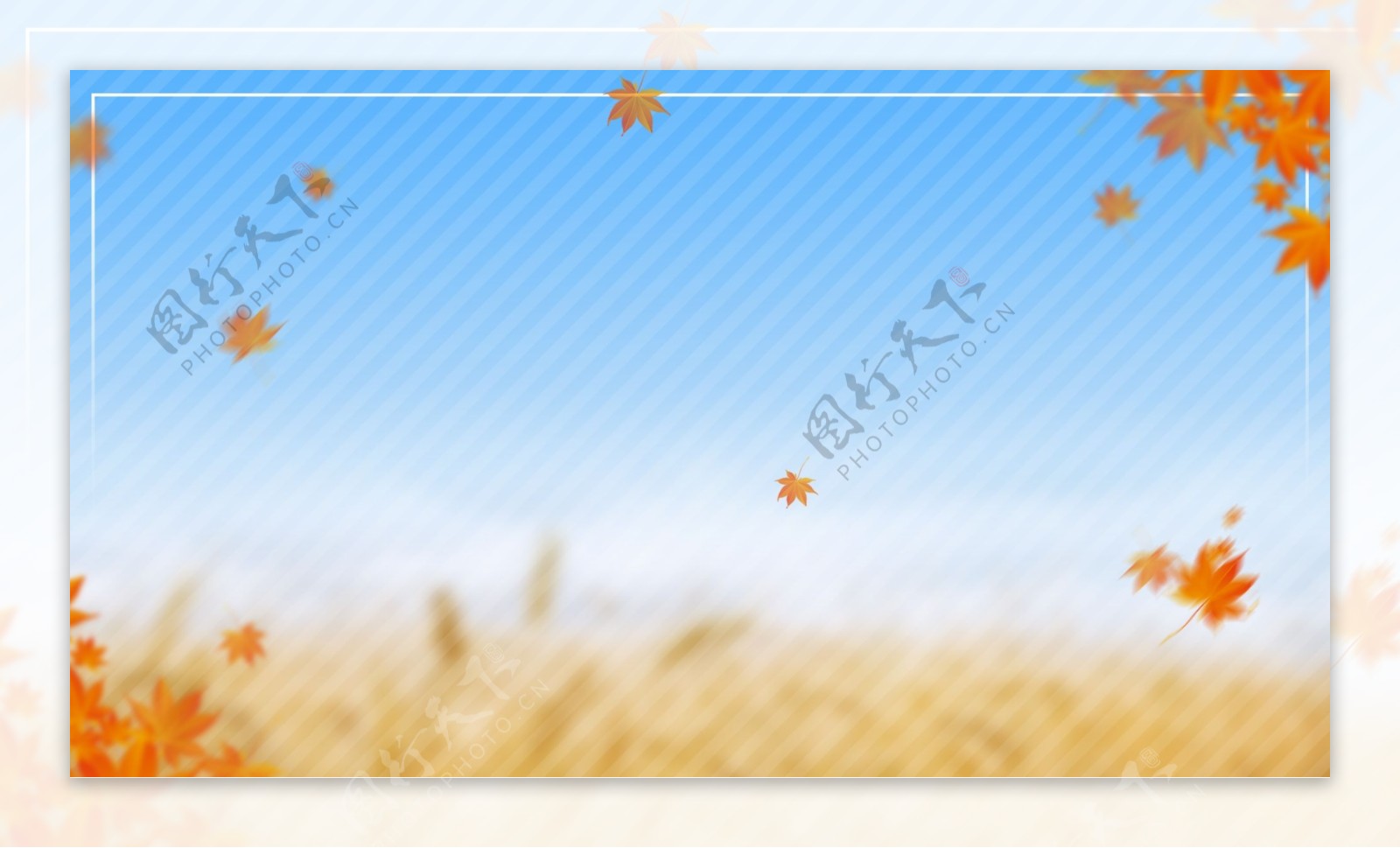 秋季枫树水稻手绘背景设计