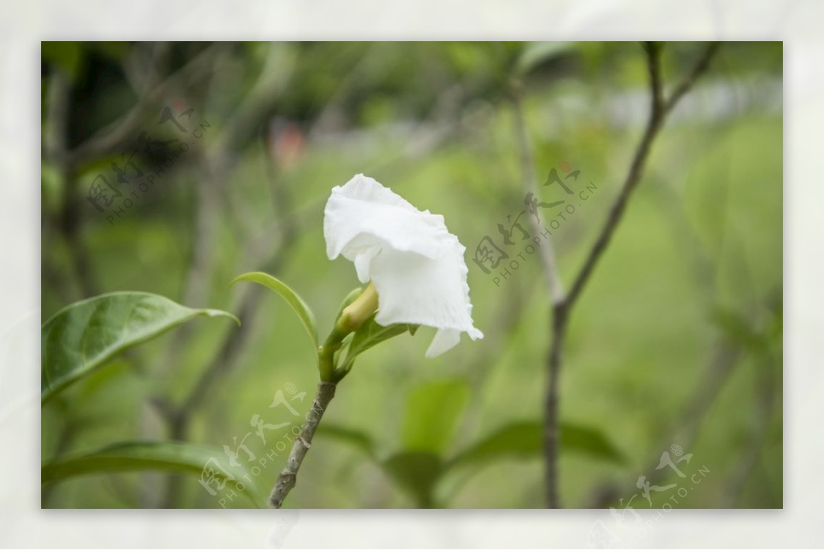 白色山茶