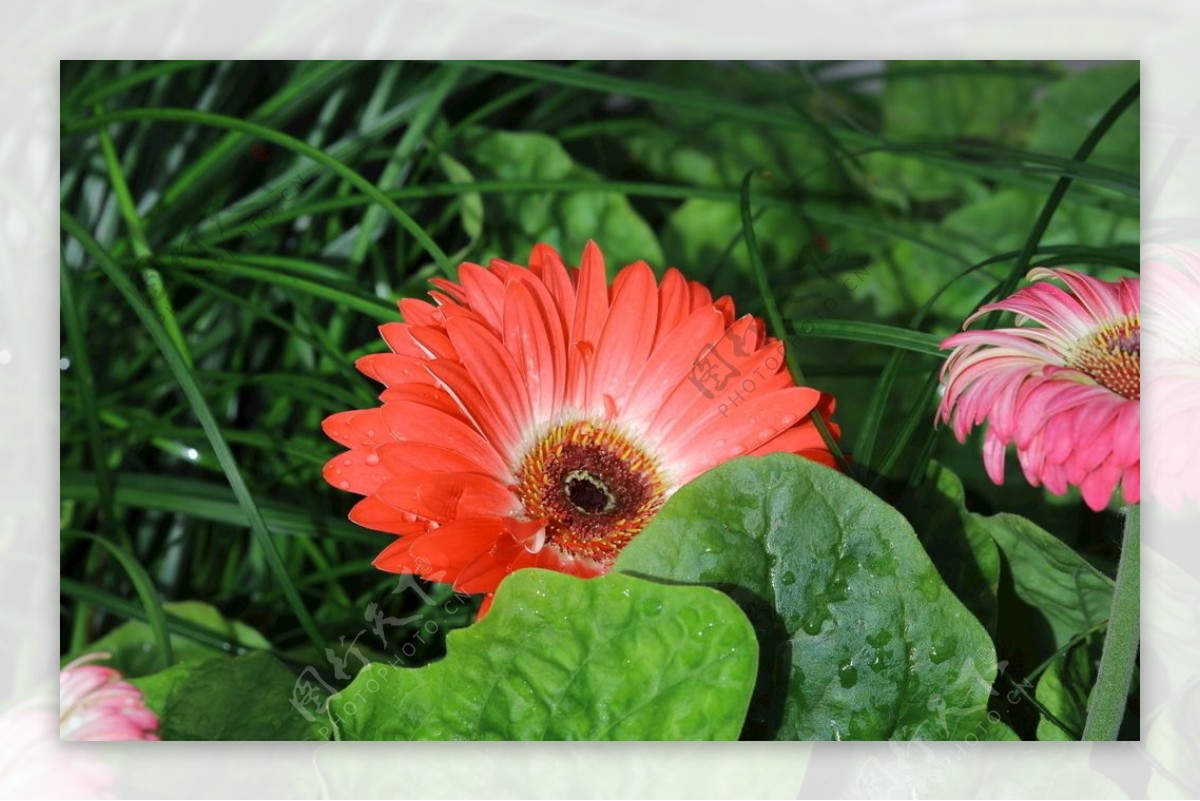 非洲菊