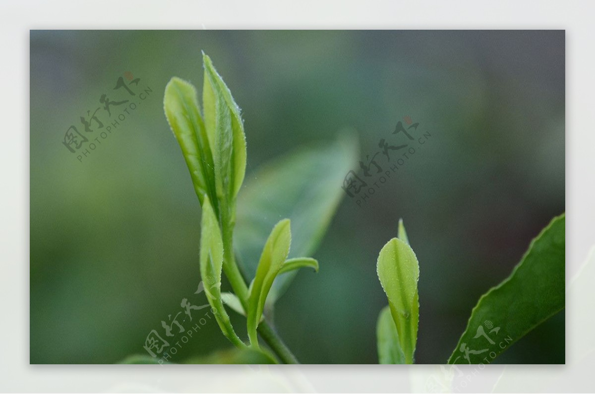 有机茶叶娕芽