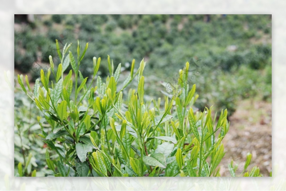 徽州黄山野茶