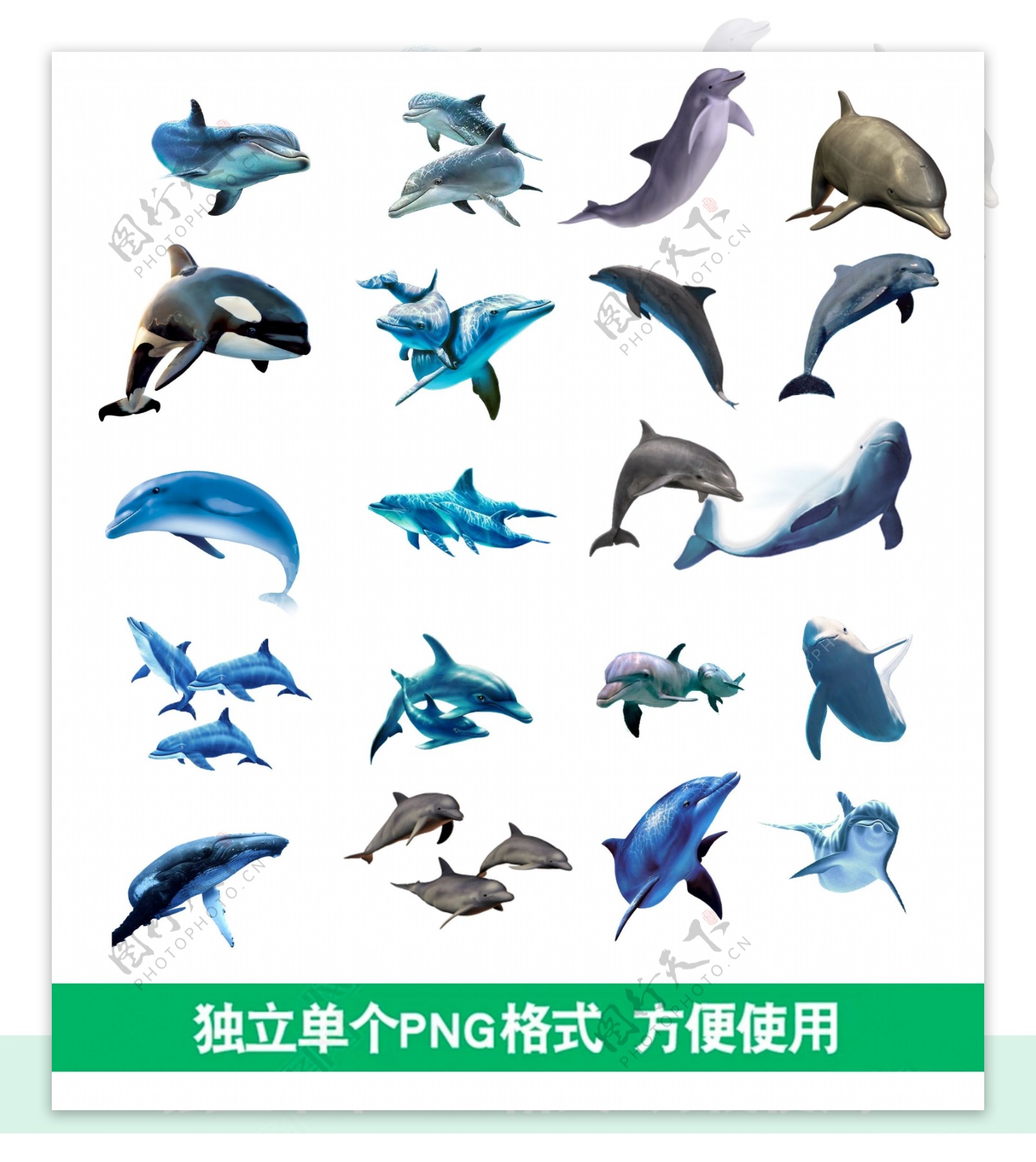 鲸鱼海豚分层