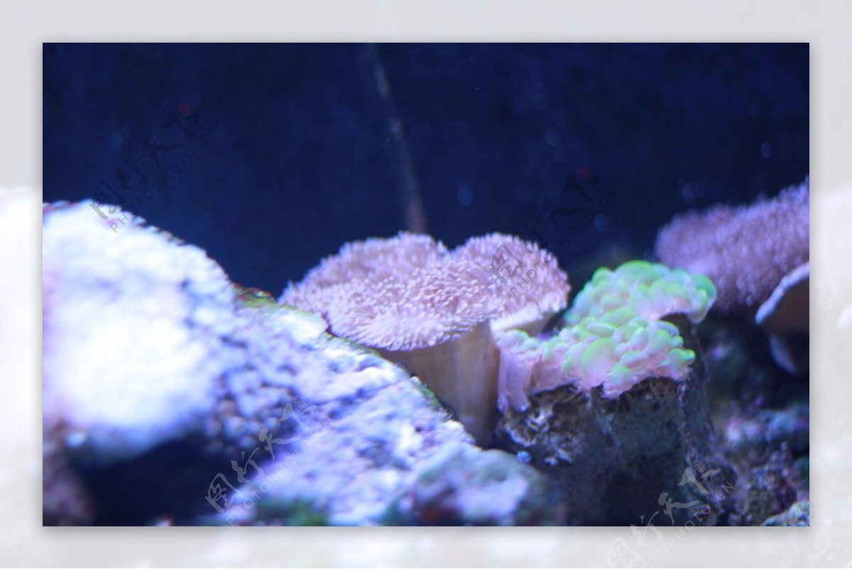 高清海洋动物珊瑚摄影图