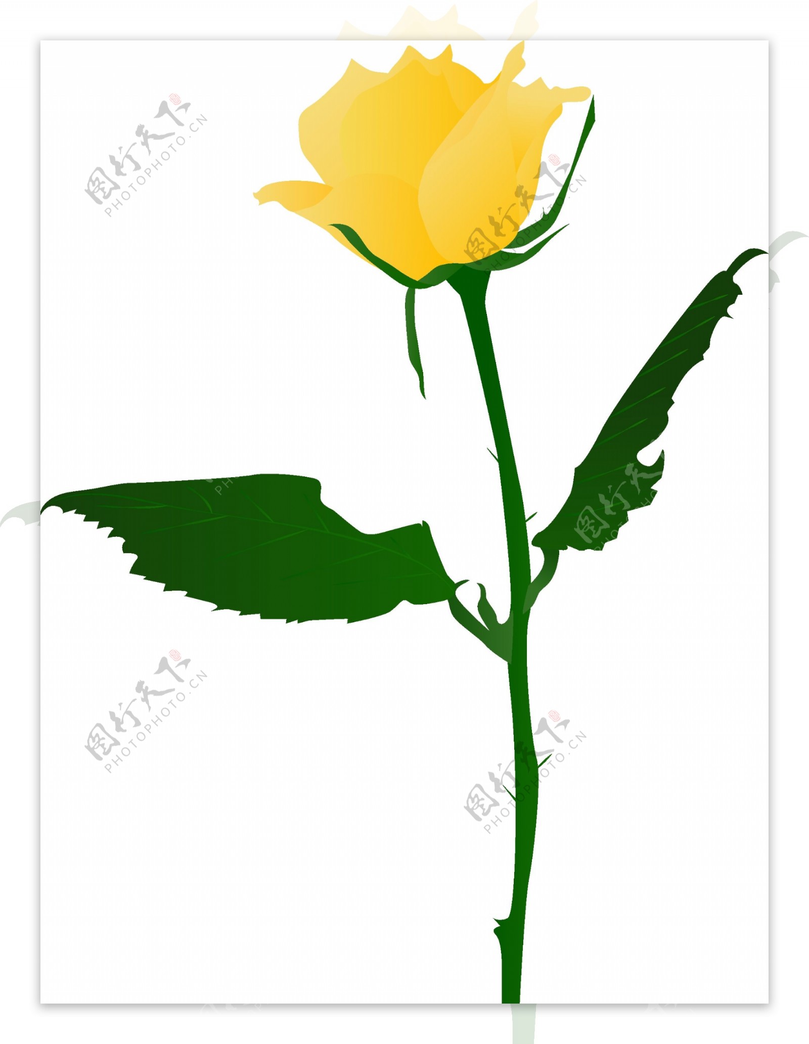 手绘插画黄色玫瑰花可商用