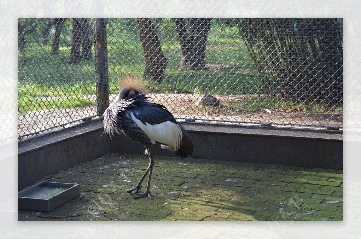黑冠鹤