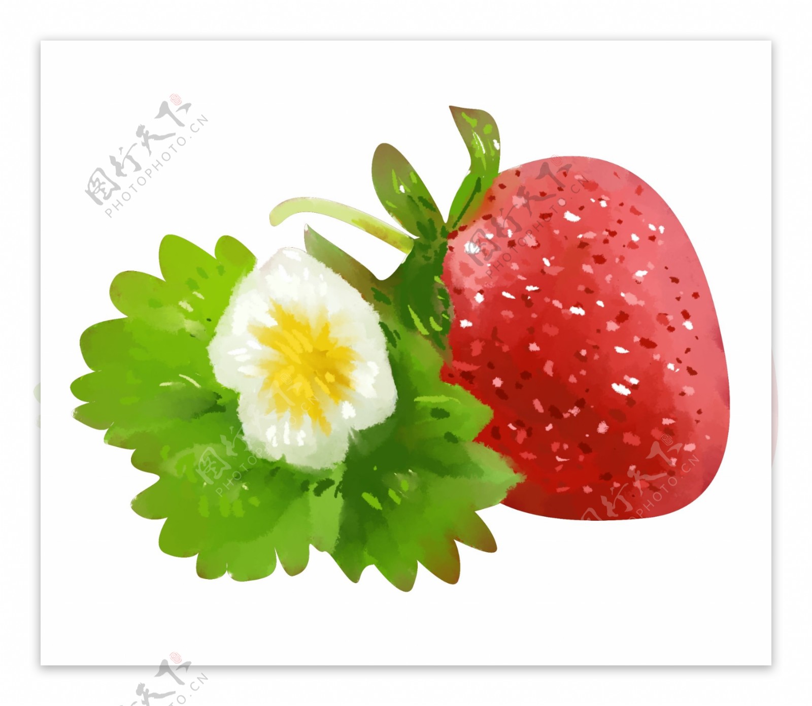 红色的草莓和叶子插画