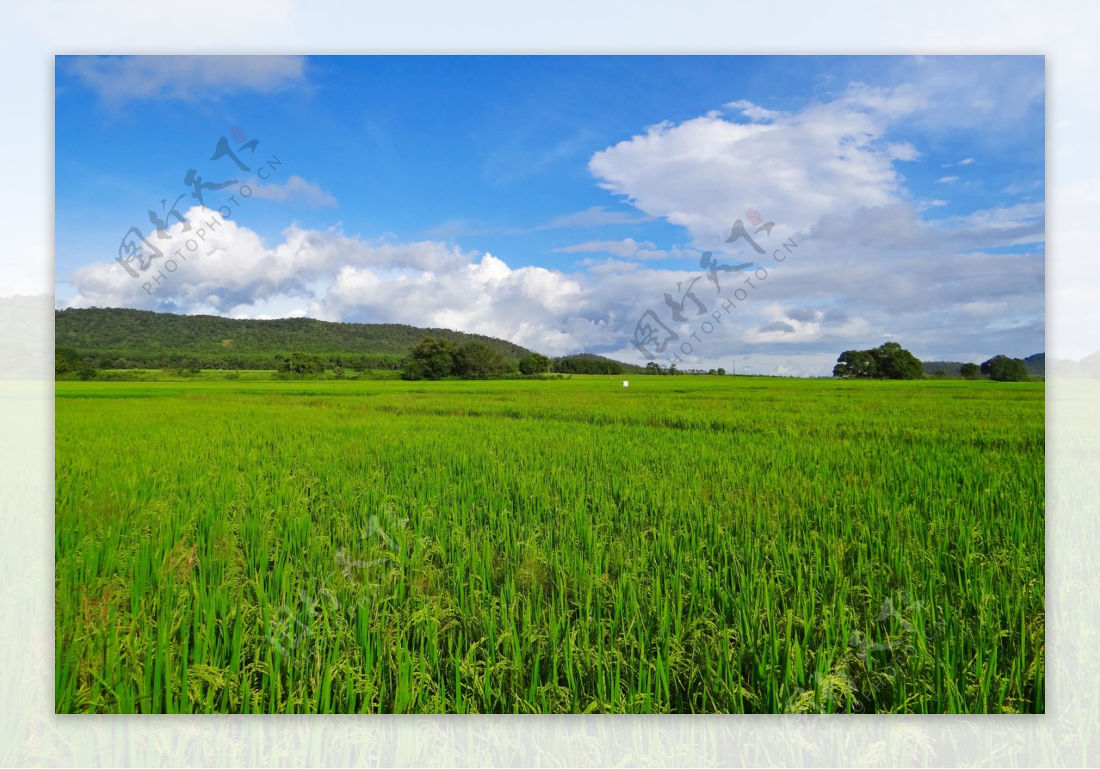 蓝天白云下的水稻田