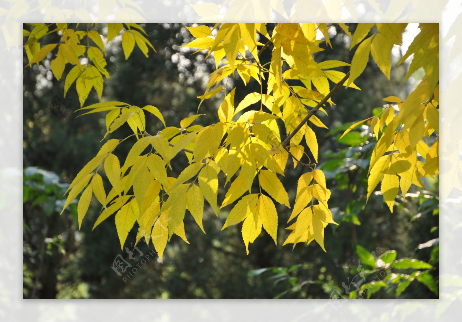 秋天的白蜡满树金黄