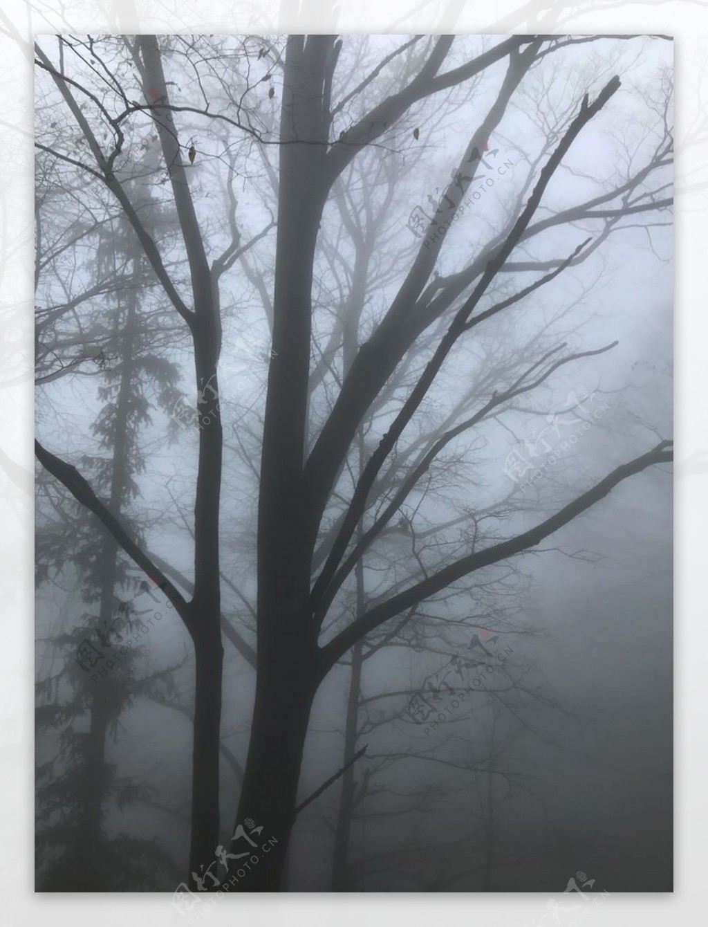 雾树