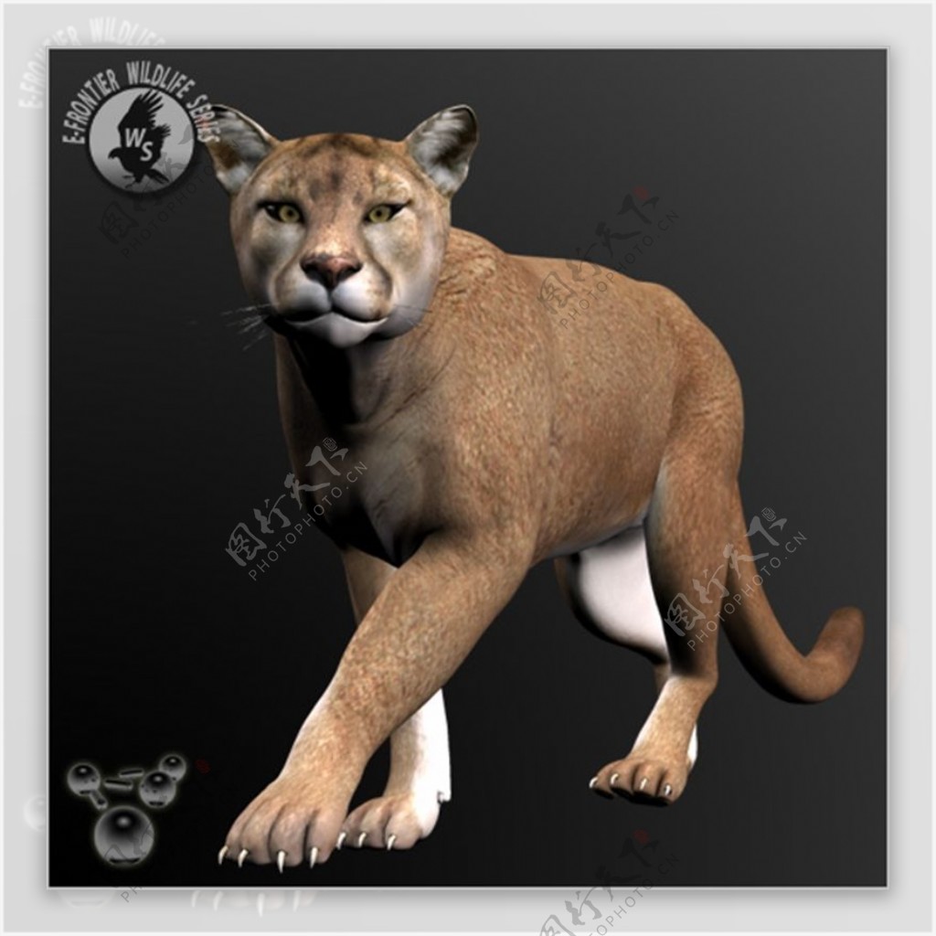 3d猎豹模型下载
