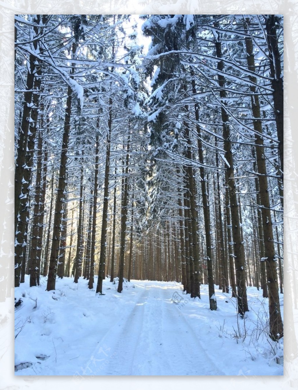 冬天下雪的树林