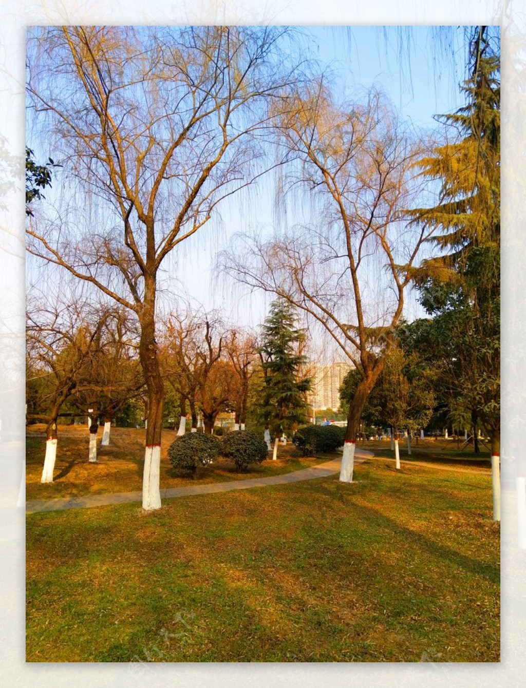 夕阳下的公园风景