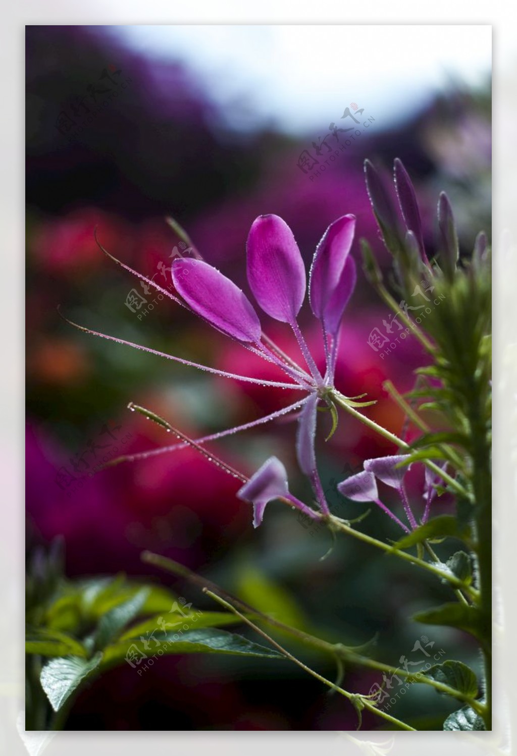 叶子花光叶子花苞花花朵